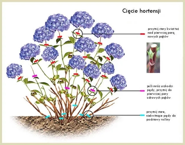 Kiedy przycinać hortensje ogrodowe, aby uniknąć strat w kwitnieniu?