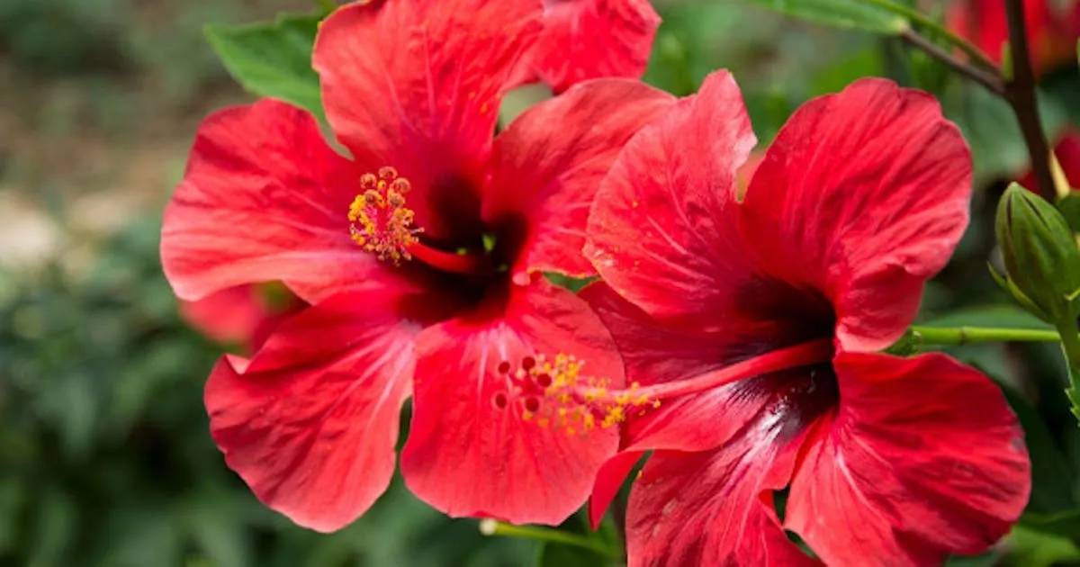 Jak sadzić hibiskus ogrodowy, by pięknie kwitł i rósł zdrowo
